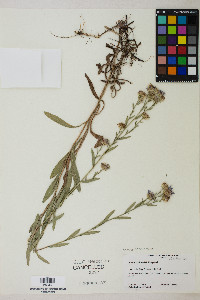 Symphyotrichum ascendens image