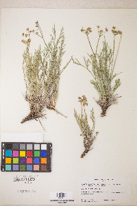 Peucedanum graveolens image