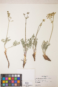 Lomatium fimbriatum image