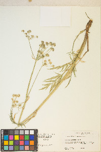 Angelica kingii image