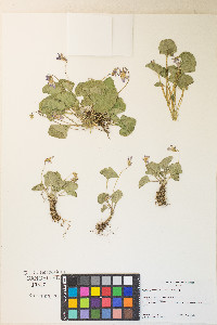 Viola nephrophylla image