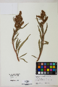 Rumex salicifolius var. mexicanus image