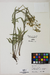 Crepis acuminata image