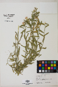 Acroptilon repens image