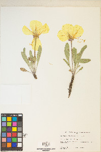 Oenothera howardii image