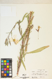 Oenothera elata image