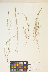 Gayophytum racemosum image