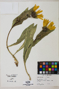 Wyethia amplexicaulis image