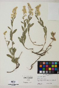 Solidago velutina image