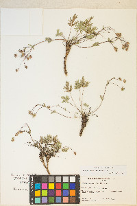 Potentilla multisecta image