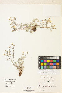 Potentilla concinna image