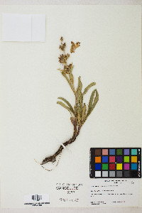 Penstemon speciosus image