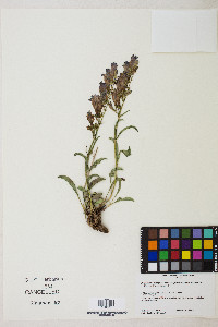 Penstemon leiophyllus var. francisci-pennellii image