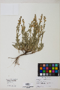 Penstemon deustus image