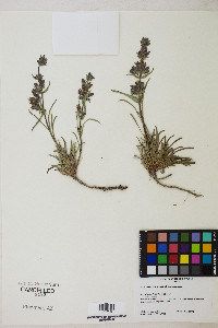 Penstemon concinnus image