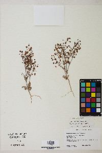 Eriogonum maculatum image