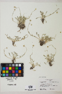 Sphaeromeria potentilloides image