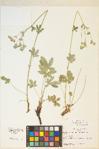 Potentilla pulcherrima image