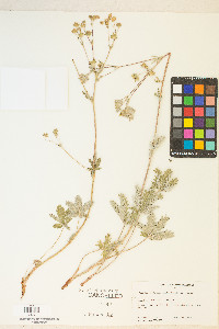 Potentilla pectinisecta image