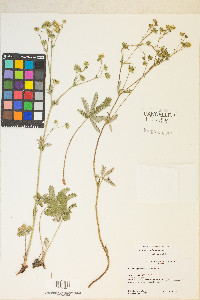 Potentilla pulcherrima image