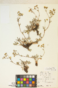 Potentilla pulcherrima image