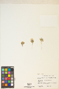 Eremothera boothii image