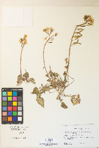 Chylismia claviformis var. purpurascens image