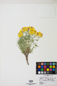 Zinnia grandiflora image