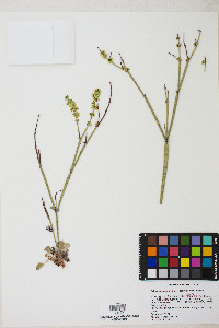 Eriogonum zionis image