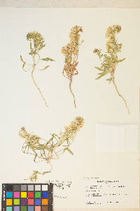 Eremothera boothii image