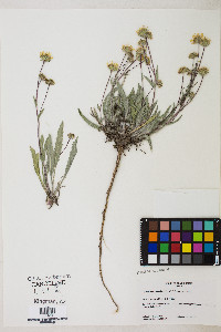 Pyrrocoma hirta var. hirta image