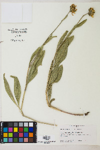 Helianthella uniflora image