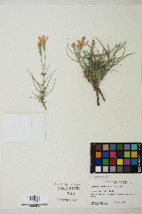 Lygodesmia grandiflora image