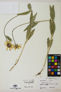 Helianthella uniflora image