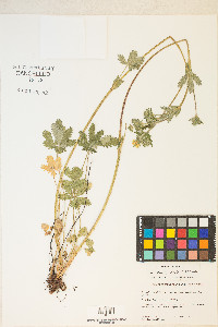 Potentilla gracilis var. fastigiata image