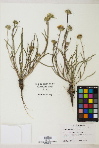 Pyrrocoma linearis image