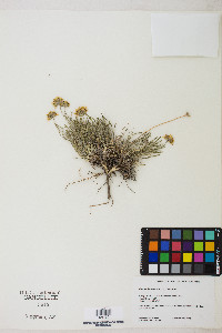 Erigeron linearis image
