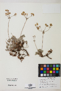 Eriogonum umbellatum var. juniporinum image