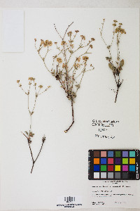 Eriogonum umbellatum var. juniporinum image