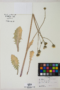 Crepis runcinata image