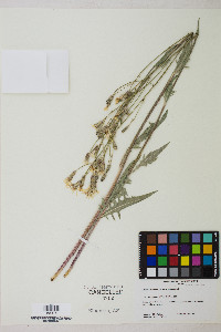 Crepis intermedia image