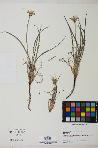 Agoseris parviflora image