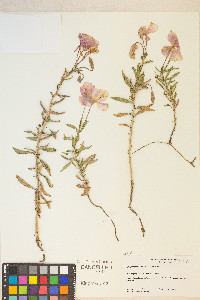 Oenothera pallida var. pallida image