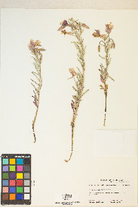 Oenothera pallida image