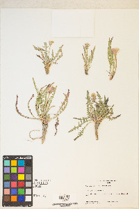 Oenothera flava image