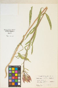 Oenothera elata image