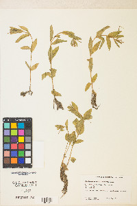 Epilobium ciliatum var. ciliatum image