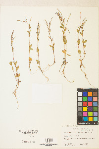 Epilobium anagallidifolium image