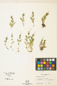 Epilobium clavatum image