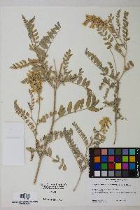 Astragalus canadensis var. brevidens image